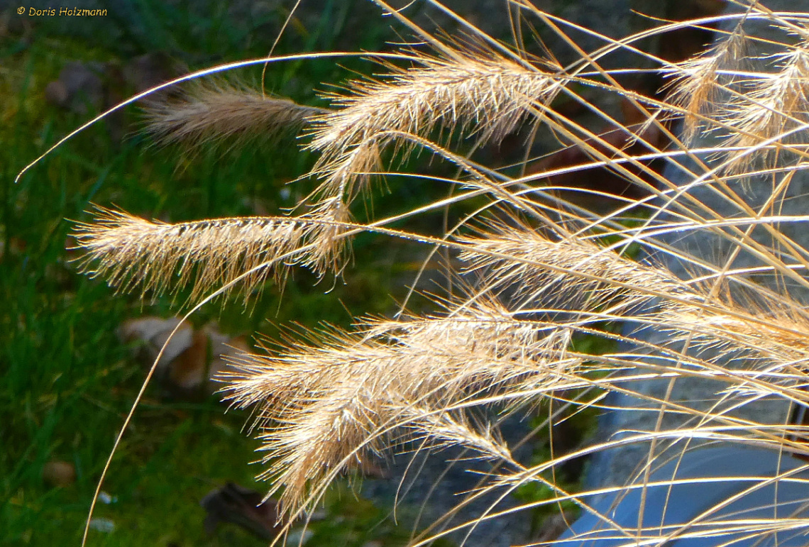 Grasses