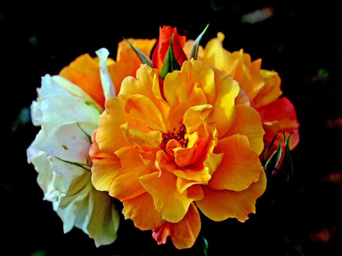 BLÜTEN