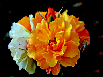 BLÜTEN