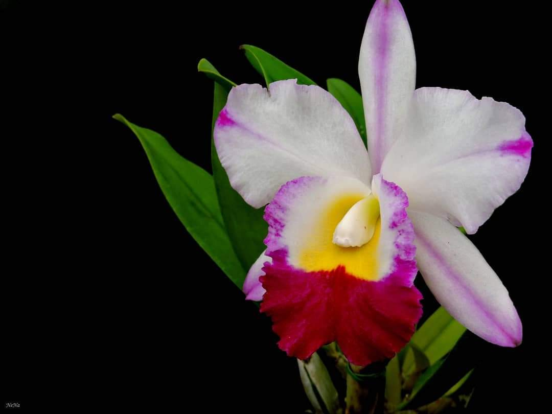 Orquídea