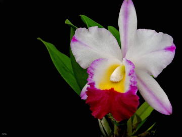 Orquídea