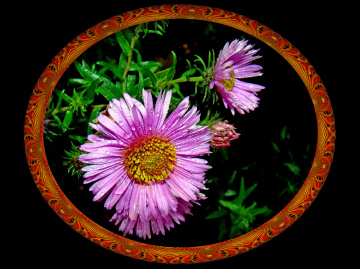 BLÜTEN MIT RAHMEN