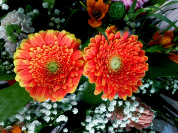 BLÜTEN