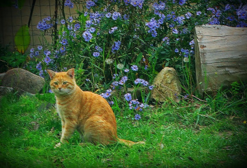 KEDİ