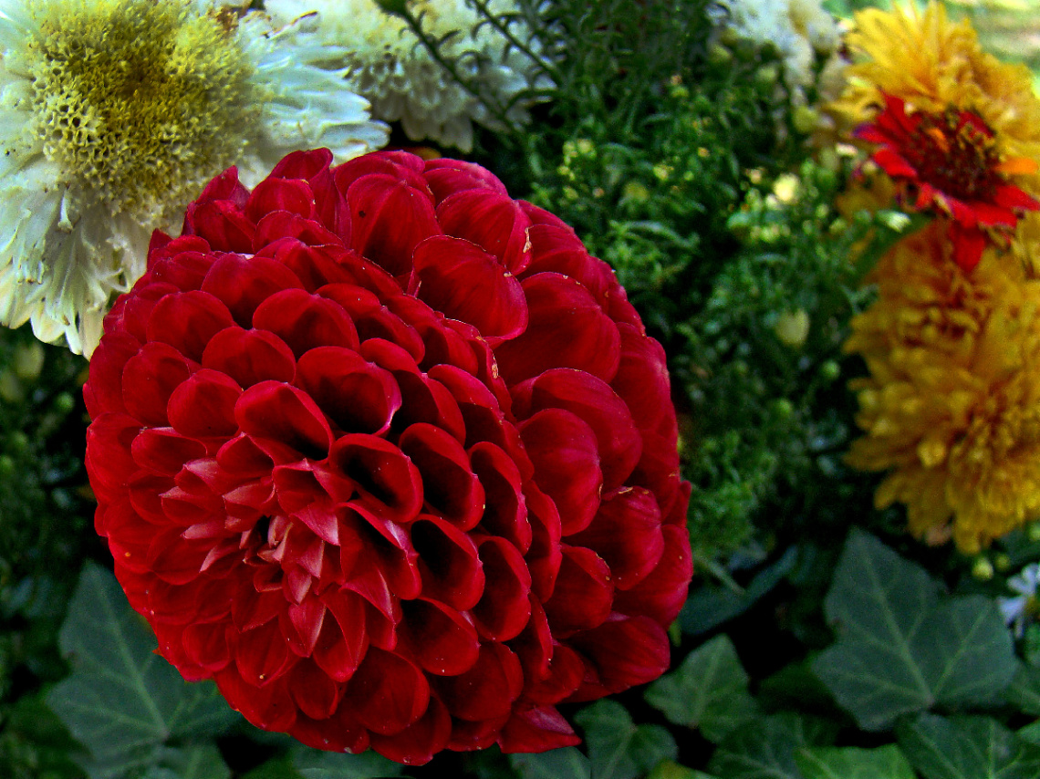 BLÜTE