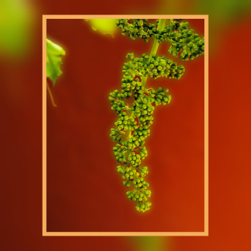 Grapes 
