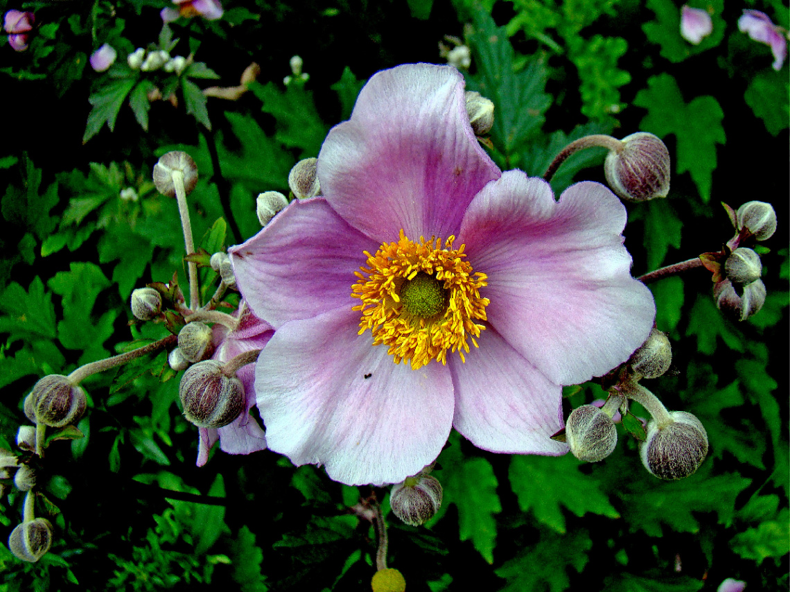 BLÜTE