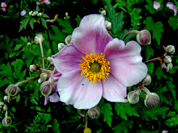 BLÜTE