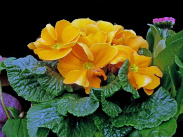 BLÜTEN
