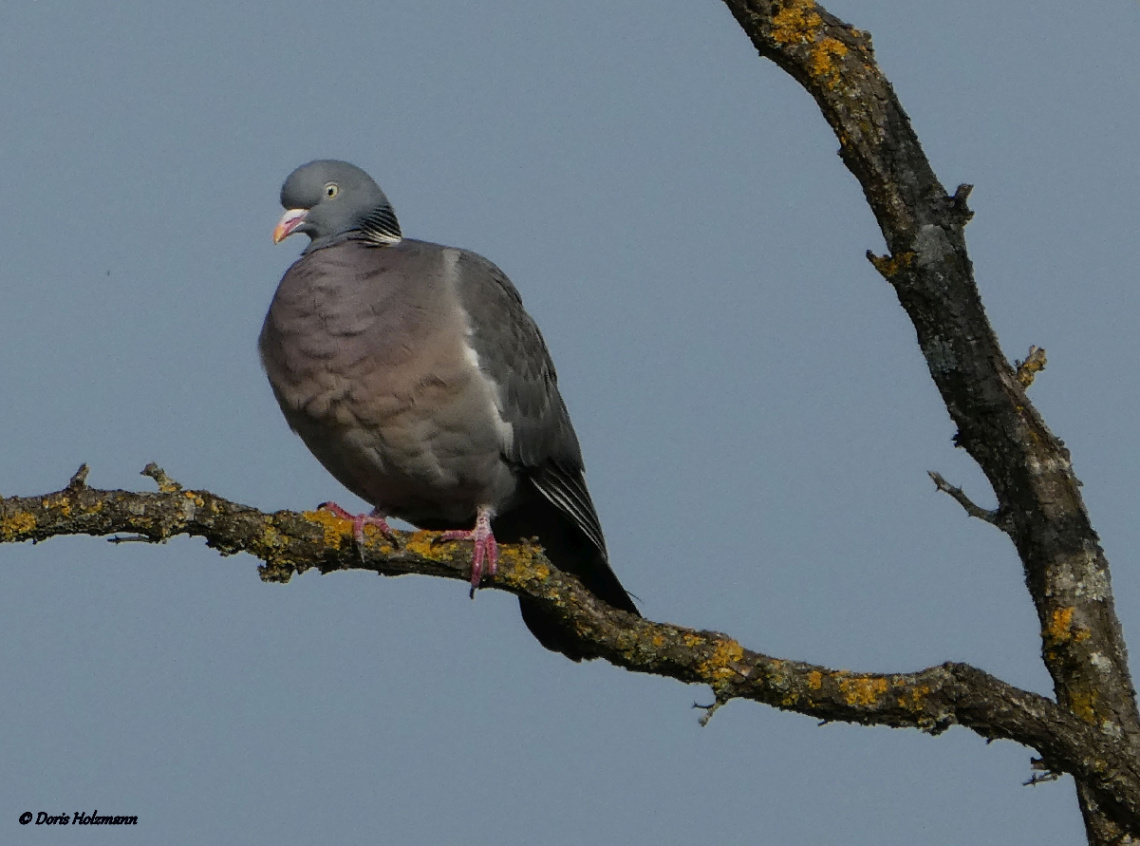 dove