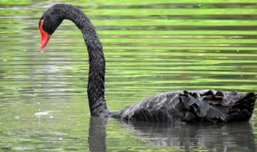 Cisne Negro
