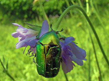 BLÜTE MIT BESUCH