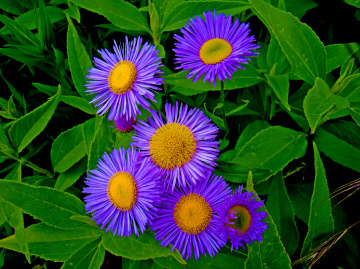 BLÜTEN