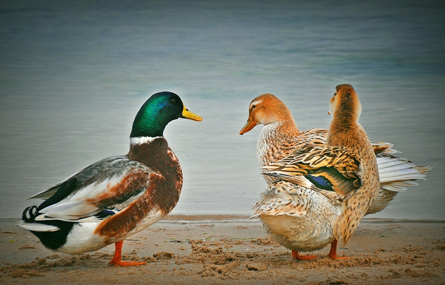 ÖRDEKLER