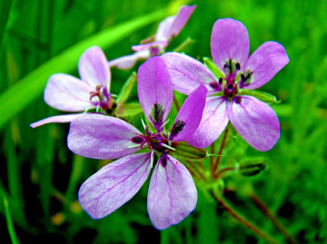BLÜTEN