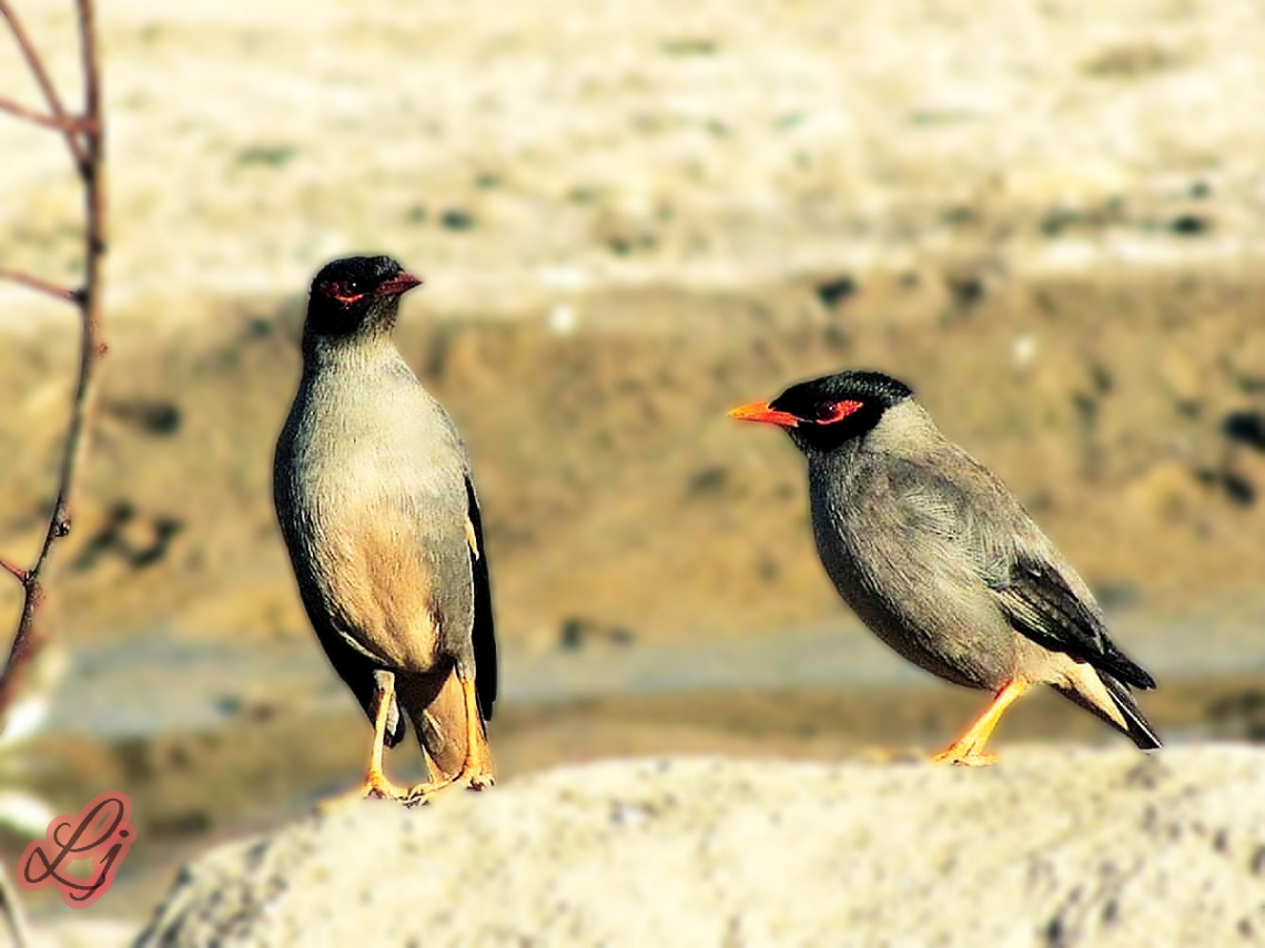 Mynas