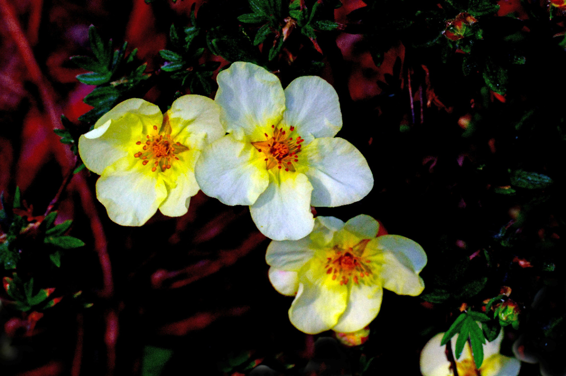 BLÜTEN