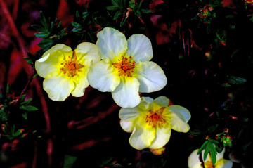 BLÜTEN