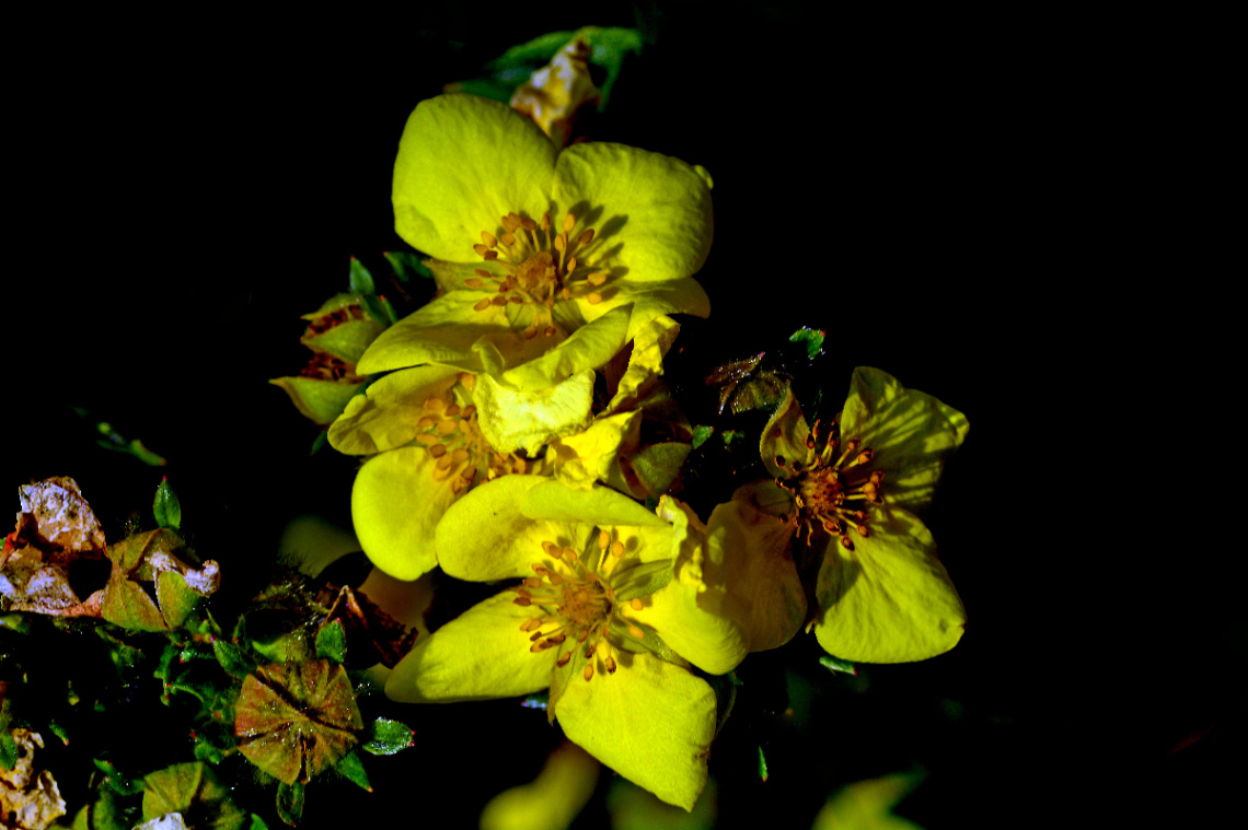 BLÜTEN