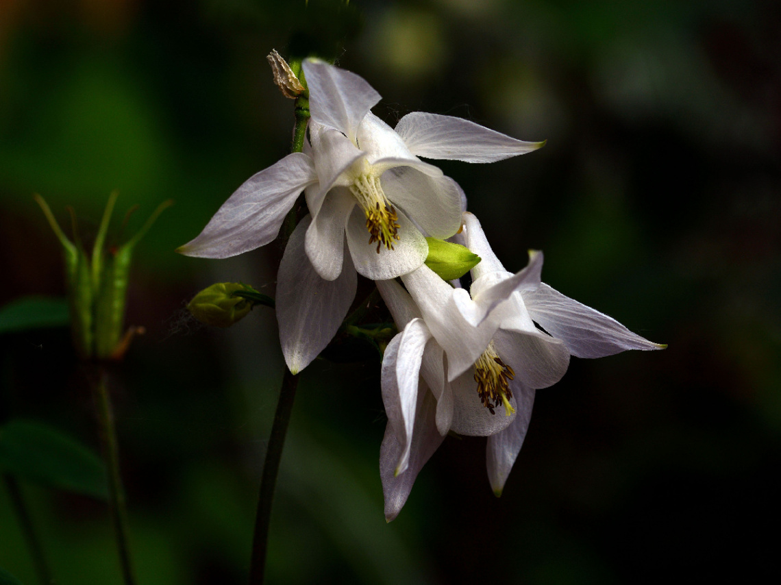 BLÜTEN