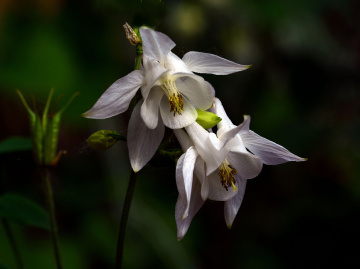 BLÜTEN