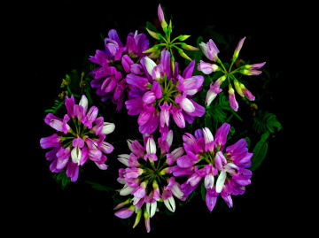 BLÜTEN