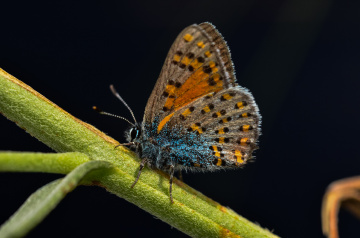 Ateş