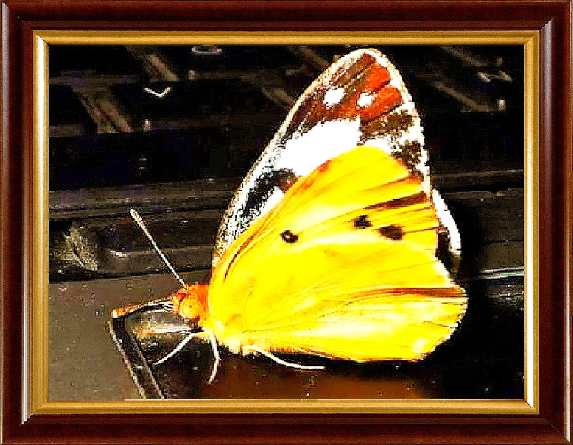 Glitter on Wings ❤️