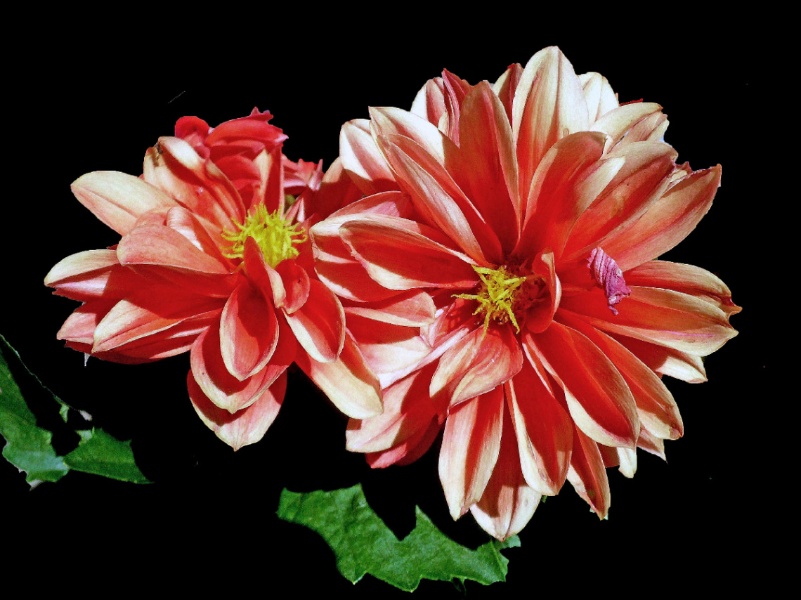 BLÜTEN