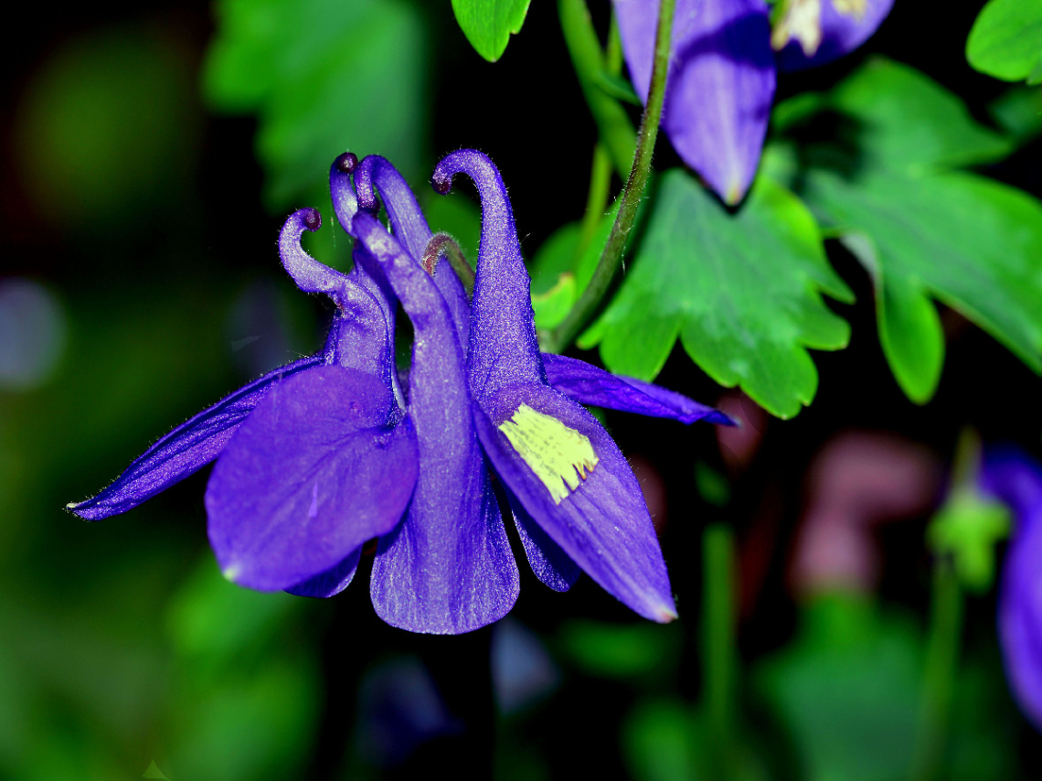 BLÜTE