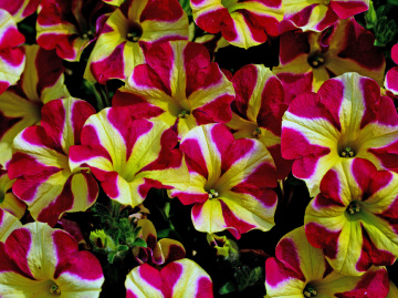 BLÜTEN