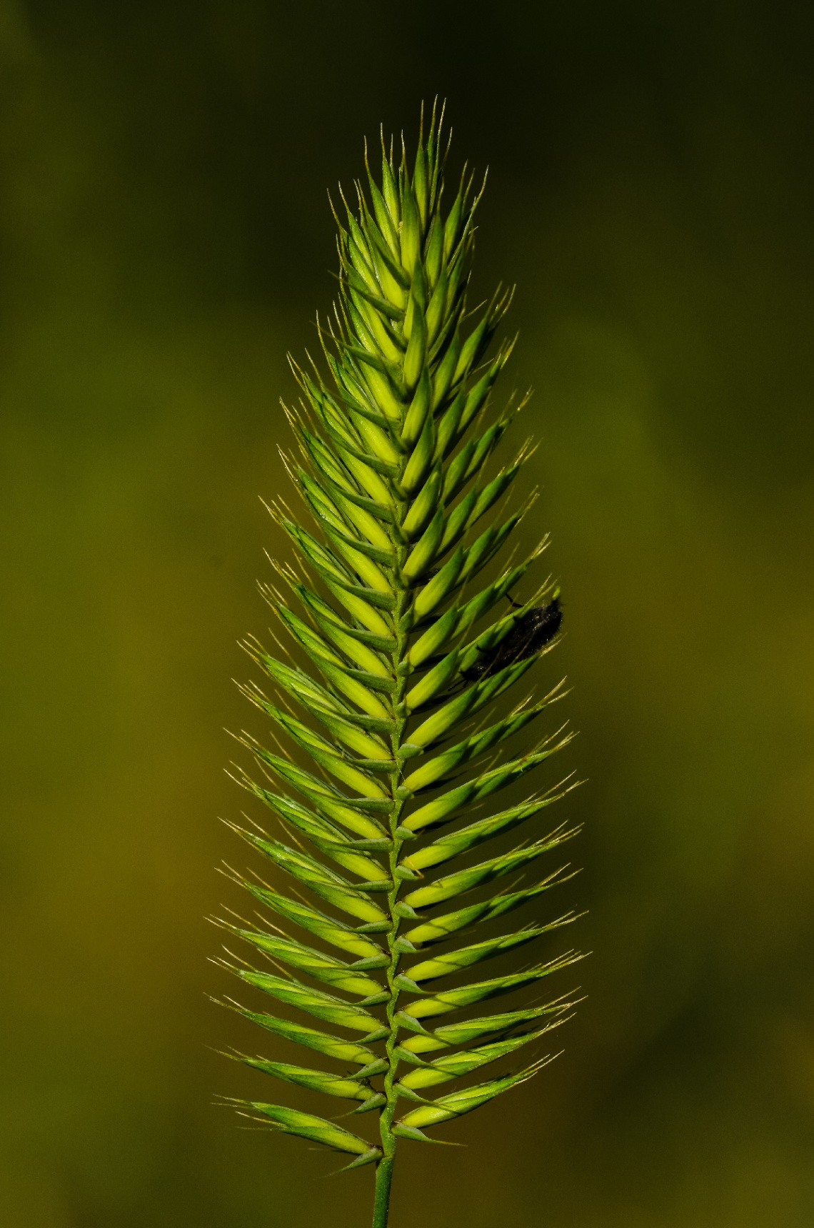 seeds