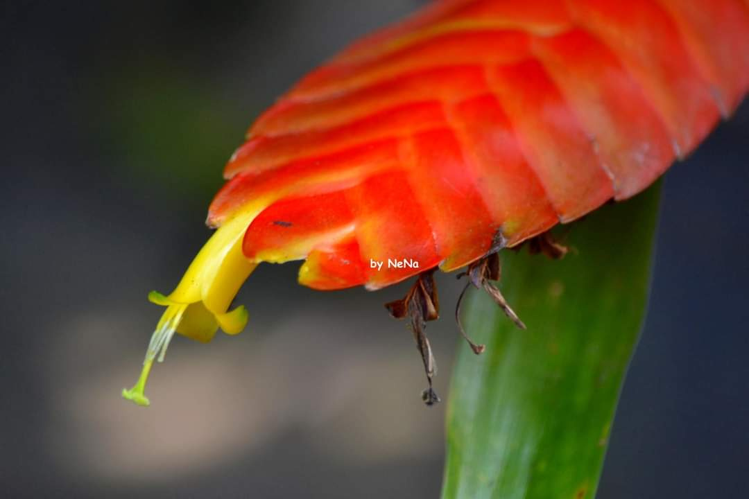 Detalhes 