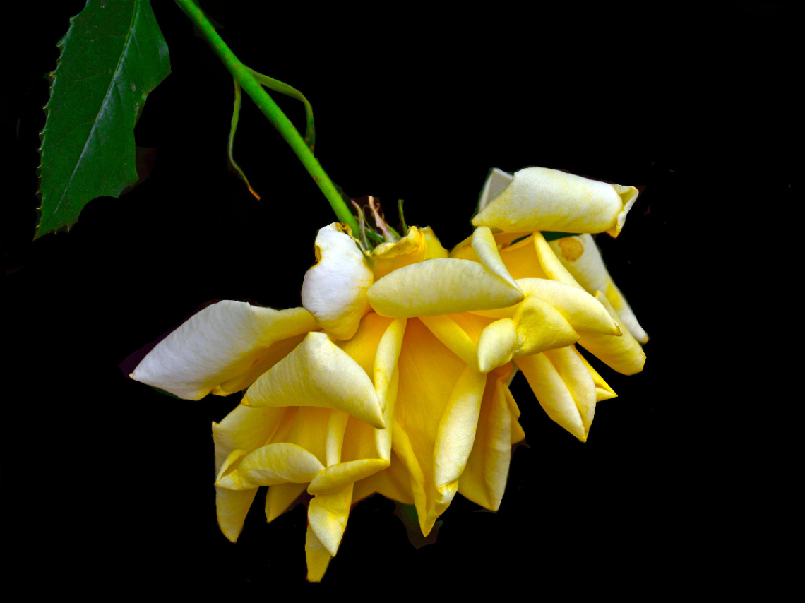 BLÜTE