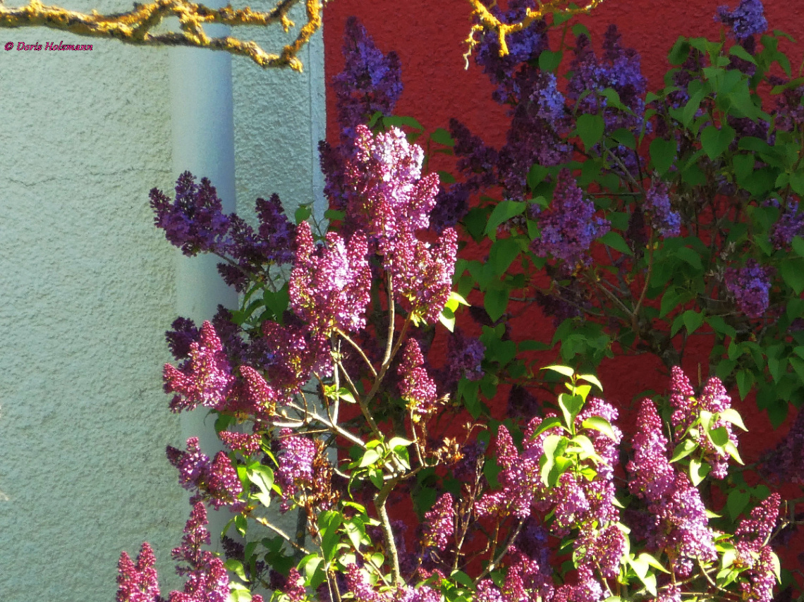 Lilac