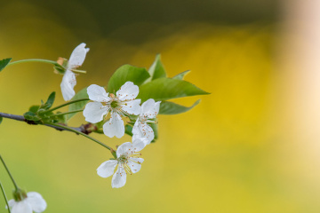 Gelmeyen Bahar'dan...