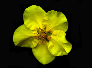 BLÜTE