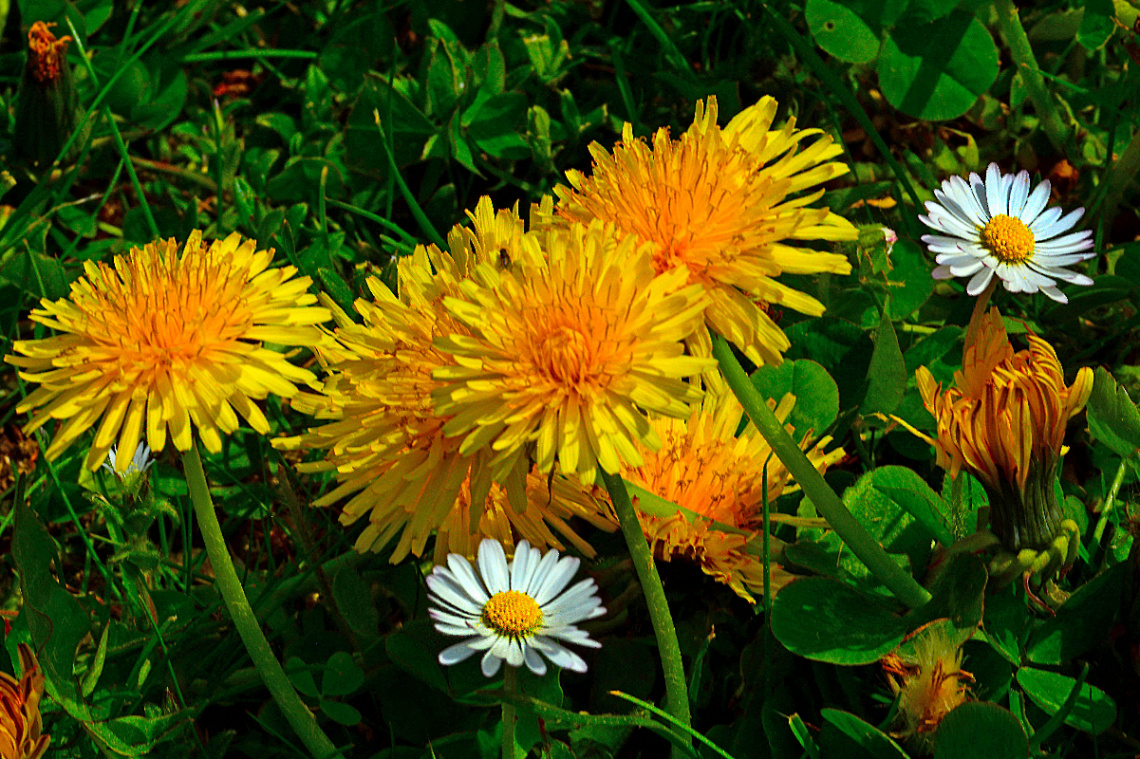 BLÜTEN