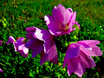 BLÜTEN