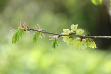 Forårstid i Danmark