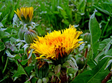 BLÜTEN