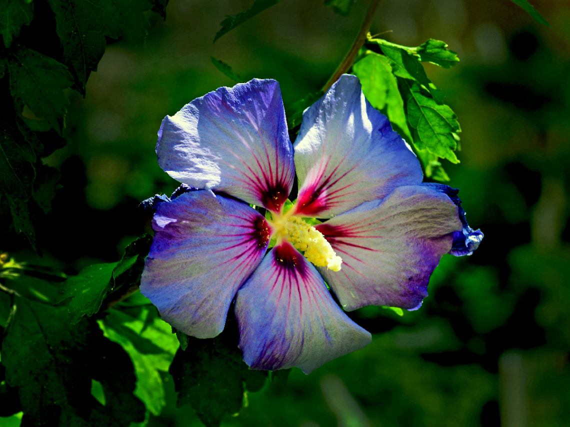 BLÜTE