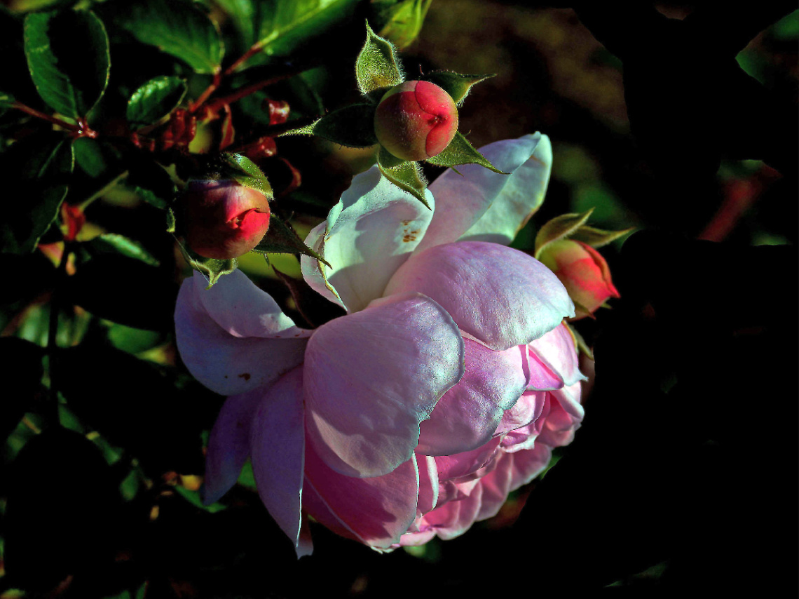 BLÜTE