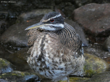sunbittern (Eurypyga helias)