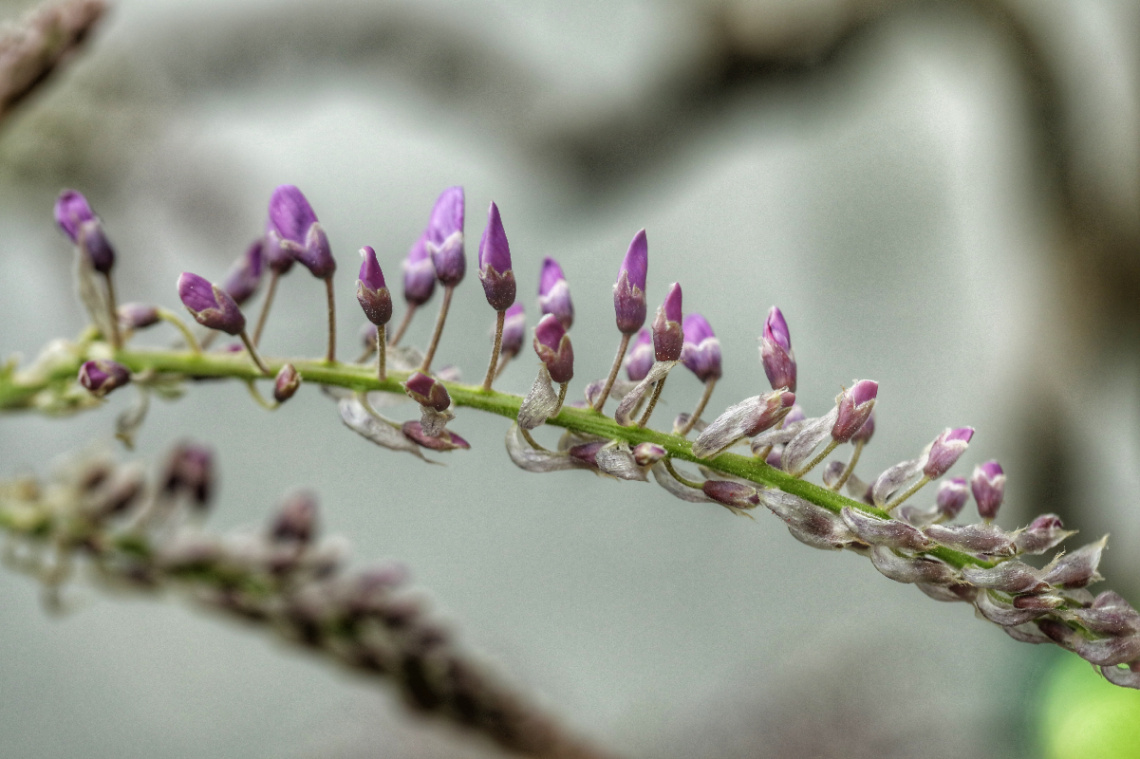 Fra Tivoli i København - Danmark.