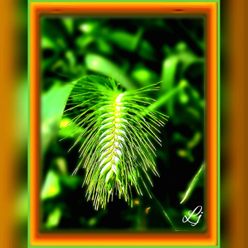 Cause of Hzt Adam's Repatriation from Jannahh 