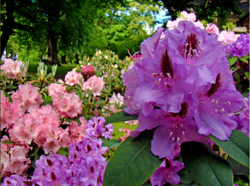 BLÜTEN