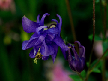 BLÜTEN