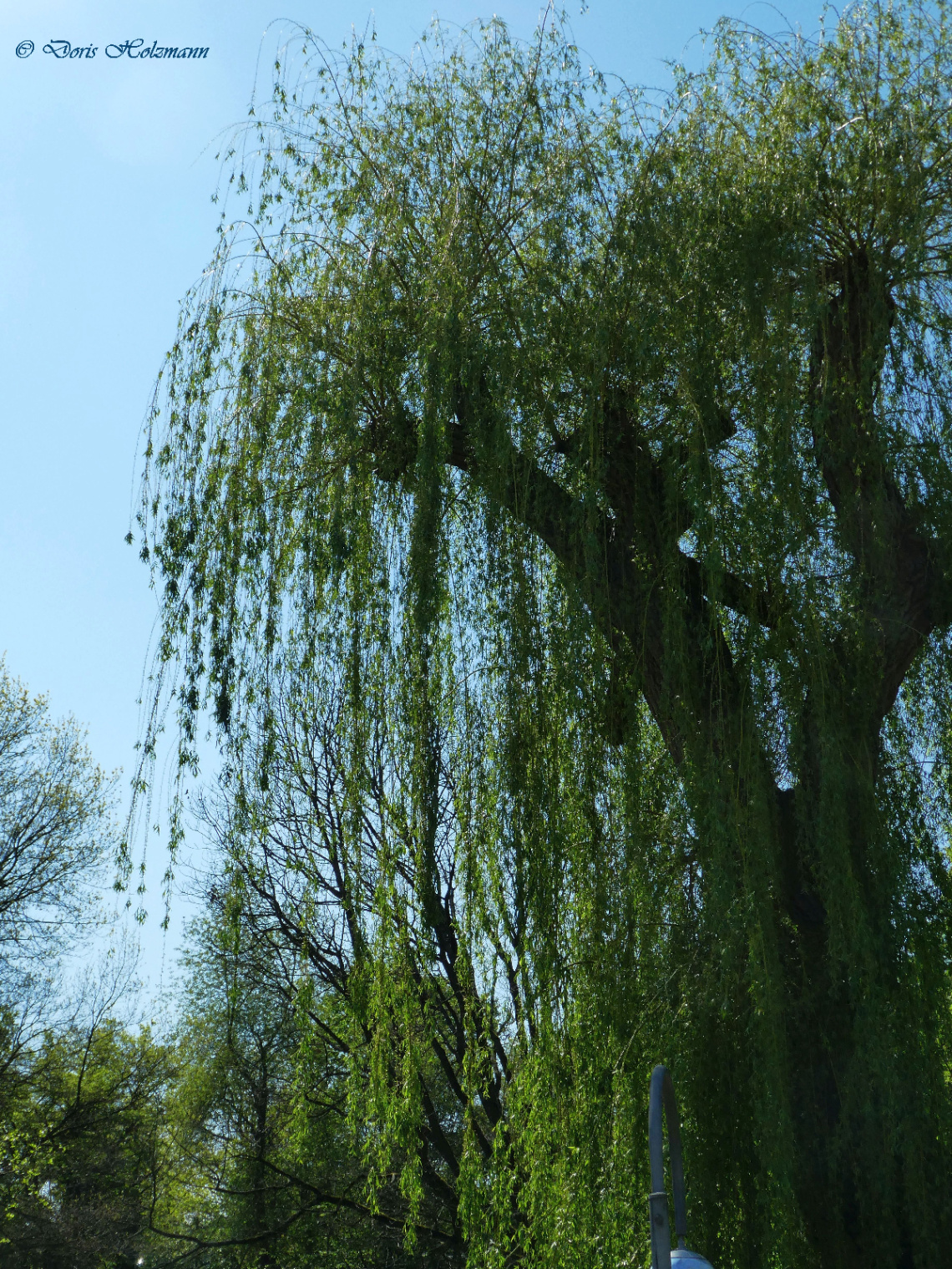 Salix babylonica (Babylon willow or weeping willow