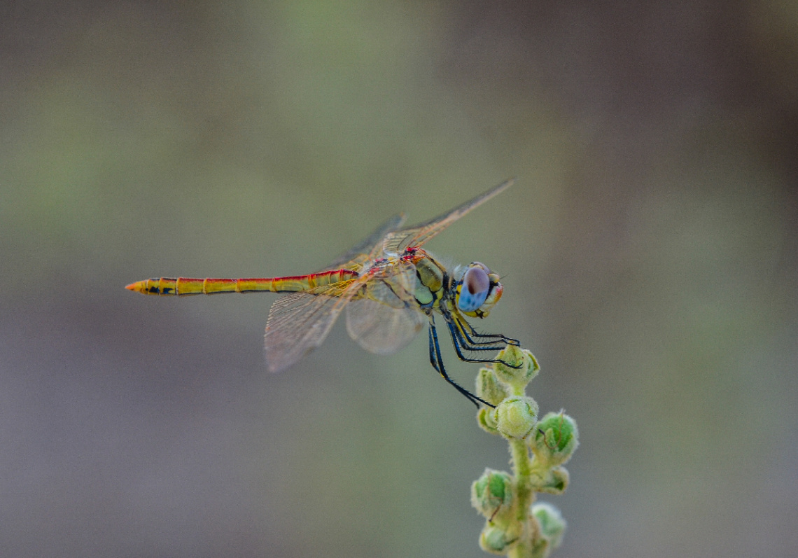 dragonfly 2